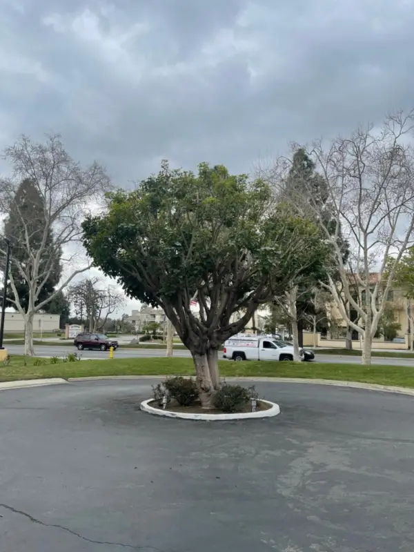 Chino Motel Main image